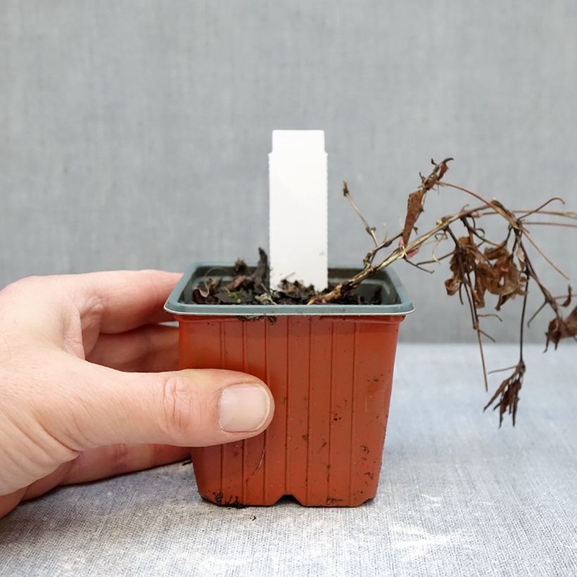 Clematis Tumaini  8/9 cm pot sample as delivered in winter
