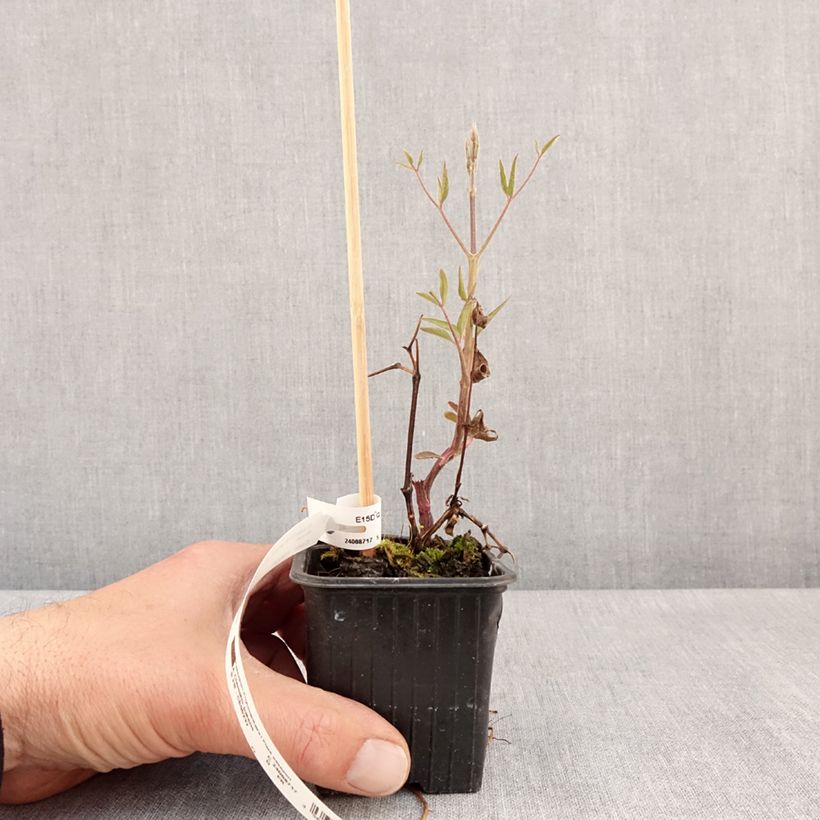 Clematis x viticella 'Ville de Lyon' 8/9 cm pot sample as delivered in spring