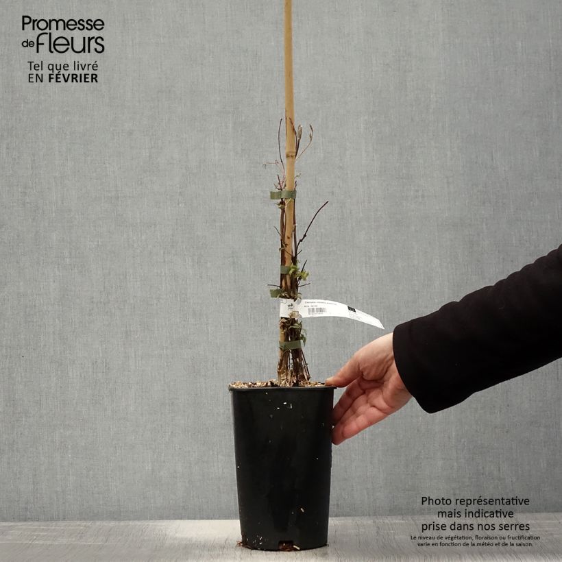 Clematis Aotearoa - Italian Leather Flower 2L/3L pot sample as delivered in winter