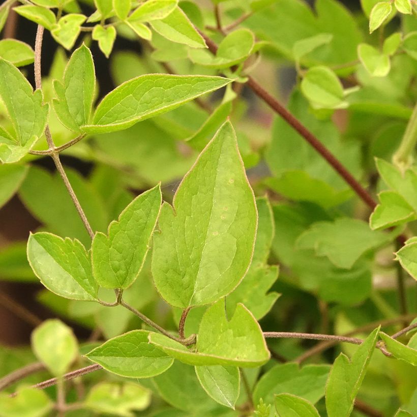Clematis Caerulea Luxurians (Foliage)