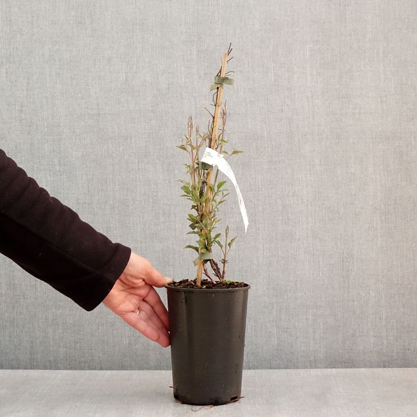 Clematis Glorious Red 1.5L/2L pot sample as delivered in spring