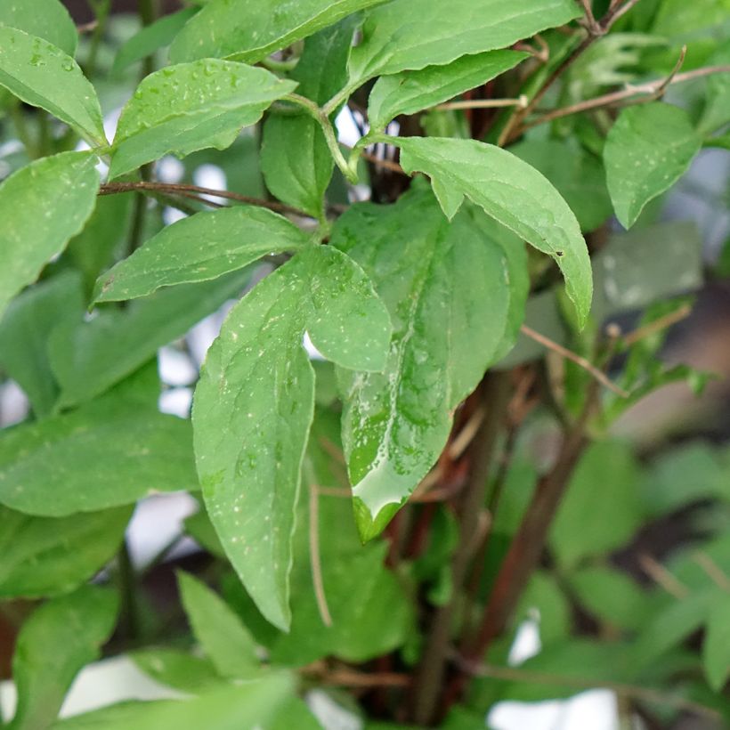 Clematis x viticella Glorious Surprise  (Foliage)