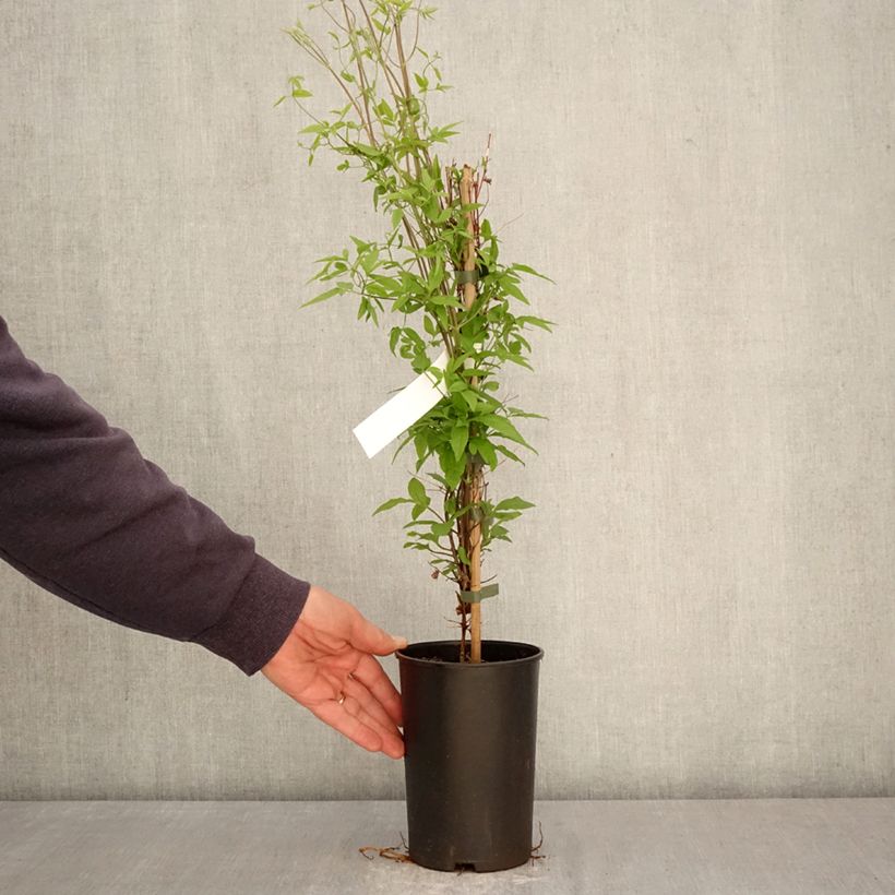 Clematis x viticella Glorious Surprise  2L/3L pot sample as delivered in spring