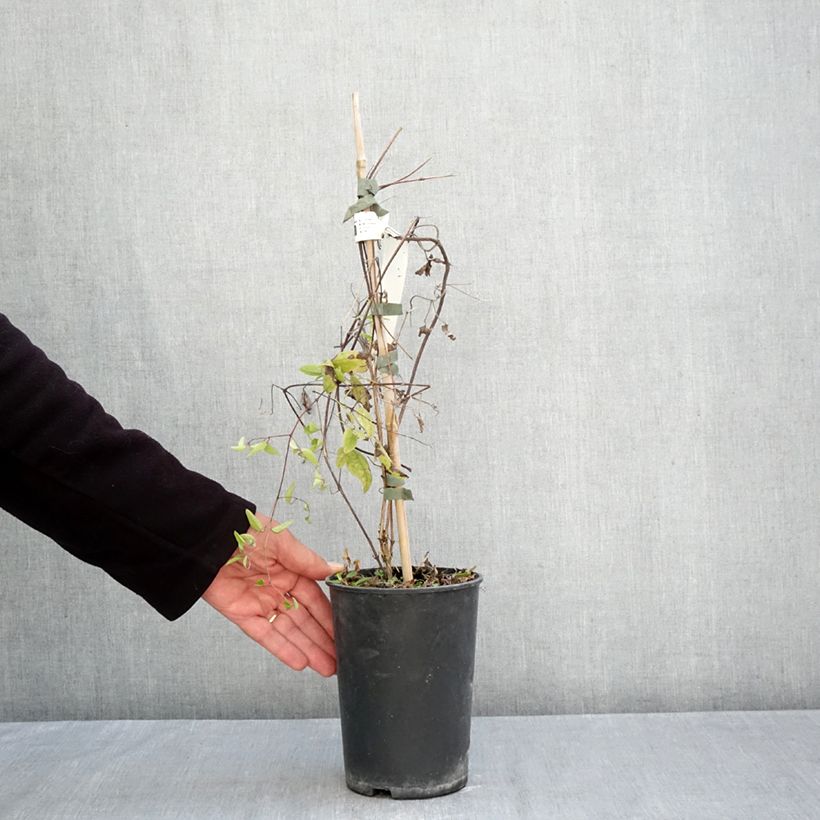 Clematis Little Nell 2L/3L pot sample as delivered in autumn