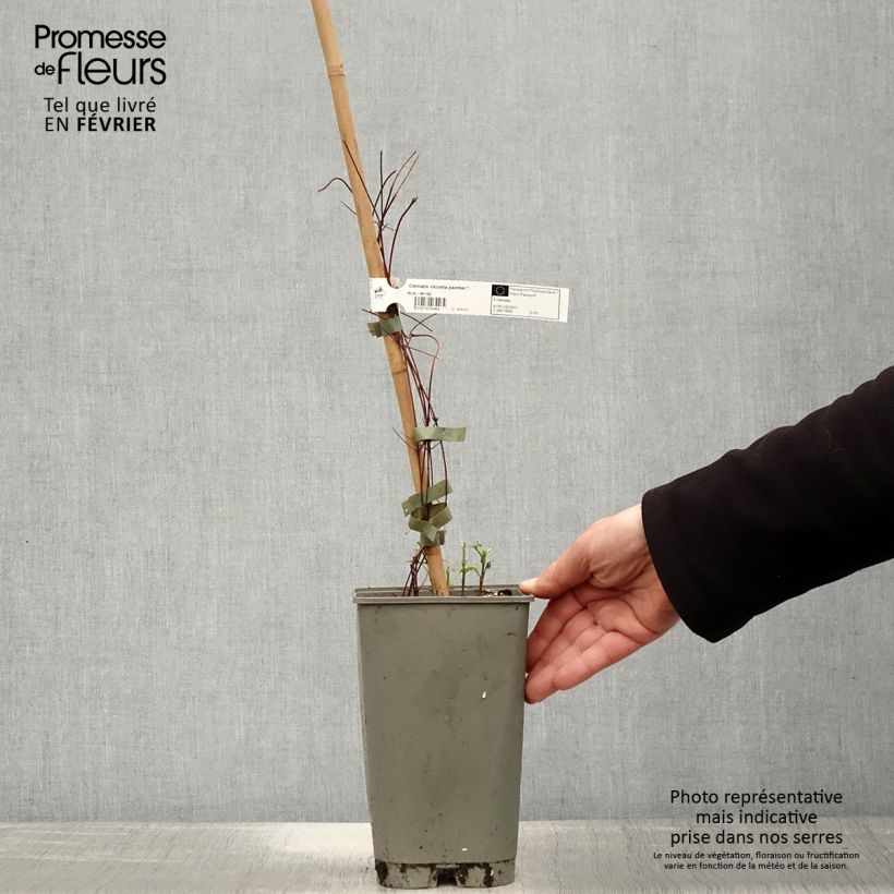 Clematis x viticella Panther 2L/3L pot sample as delivered in winter