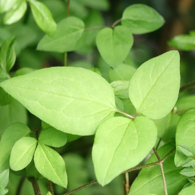 Clematis viticella Welcome Home (Foliage)