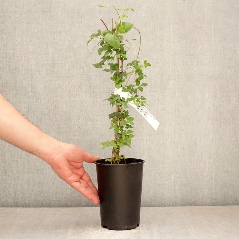 Clematis viticella Welcome Home 2L/3L pot sample as delivered in spring