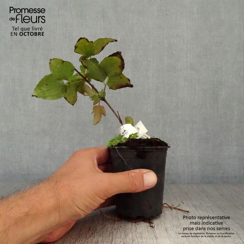 Clematis patens Vyvyan Pennell 8/9 cm pot sample as delivered in autumn