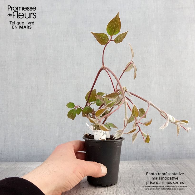 Clematis patens Vyvyan Pennell 8/9 cm pot sample as delivered in spring
