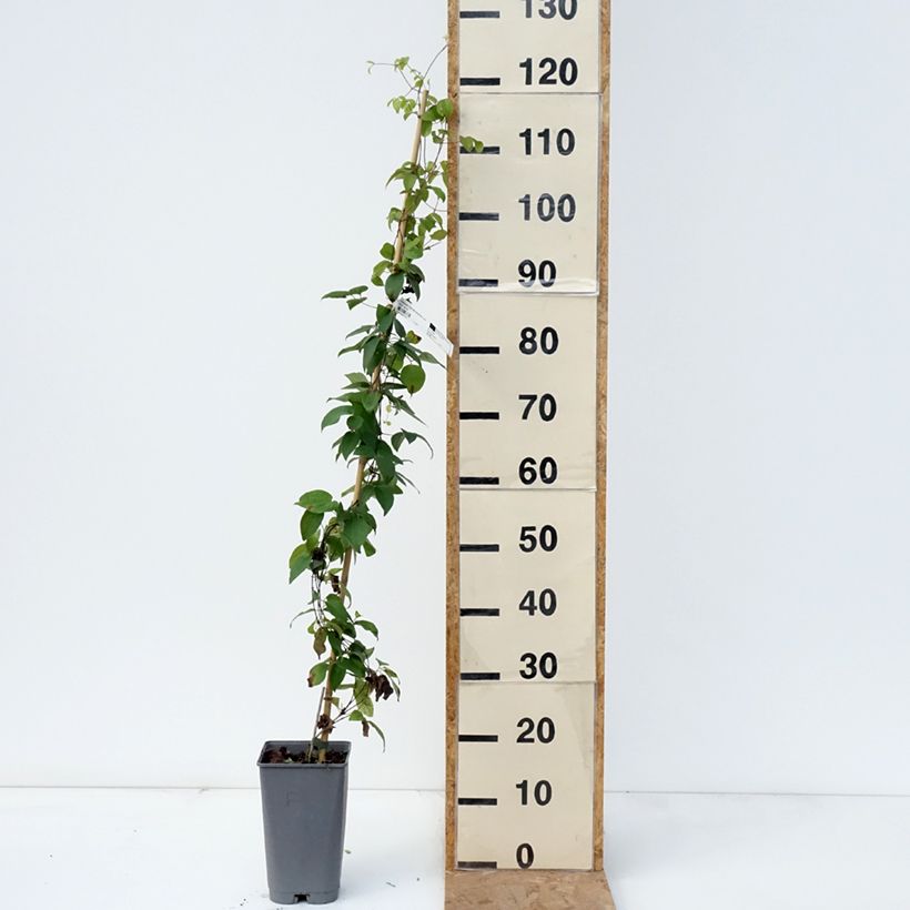 Clematis Delphine  2L/3L pot sample as delivered in autumn