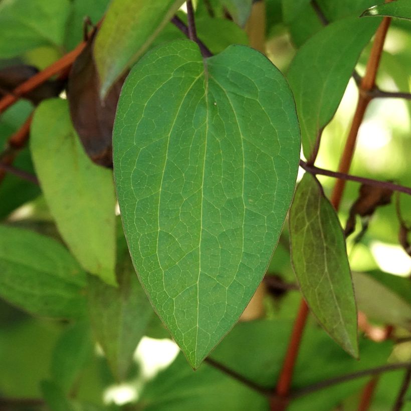 Clematis Etoile de Malicorne (Foliage)