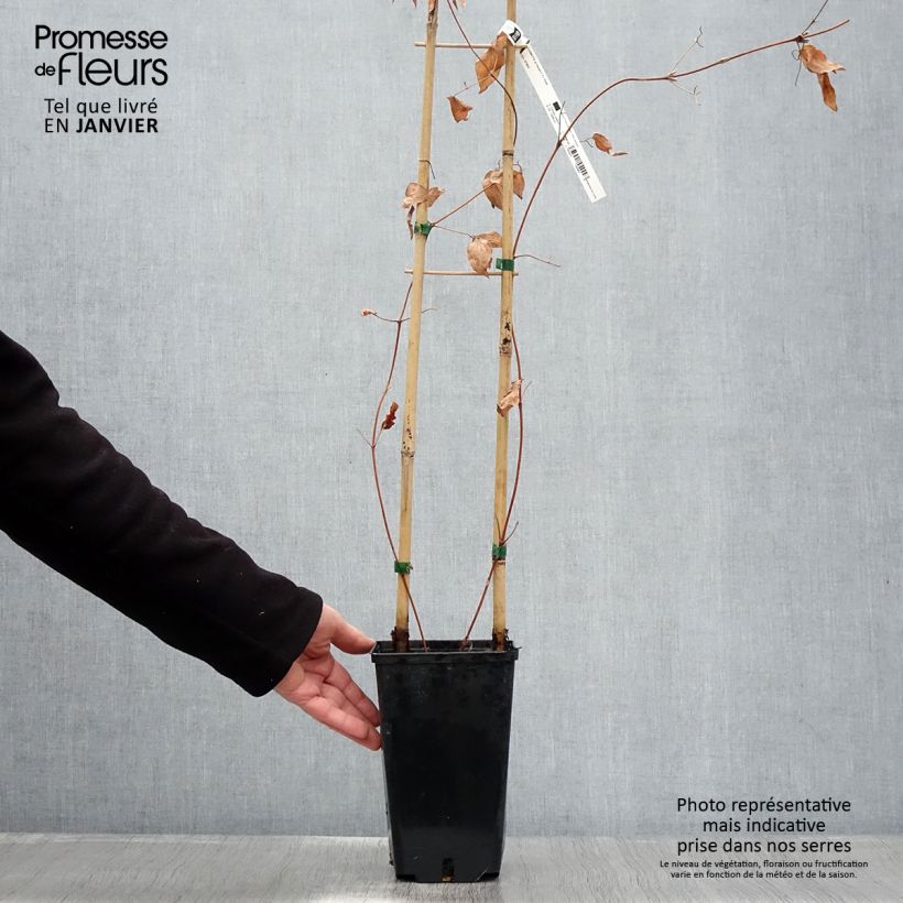 Clematis Hayate 2L/3L pot sample as delivered in winter