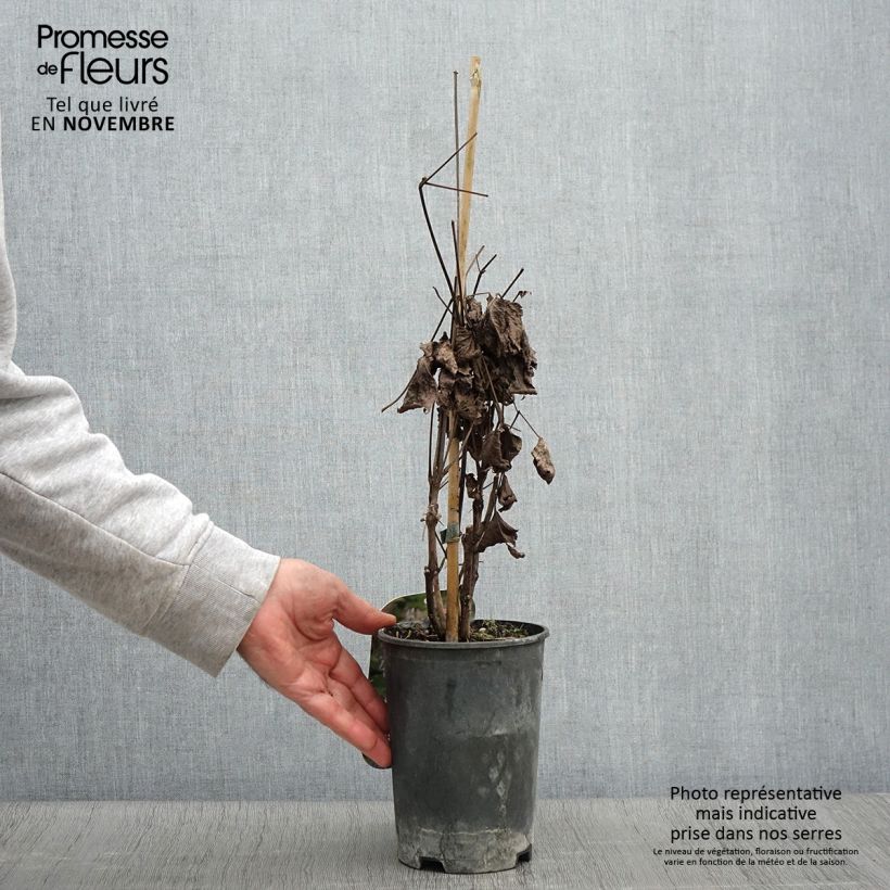 Clematis heracleifolia  2L/3L pot sample as delivered in autumn
