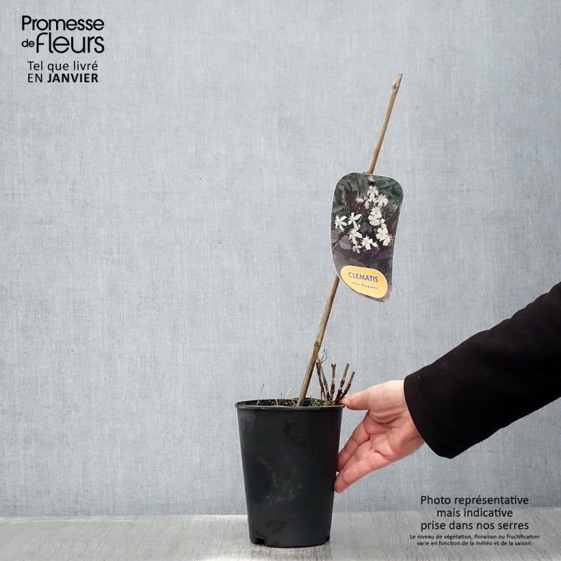 Clematis recta Purpurea 2L/3L pot sample as delivered in winter