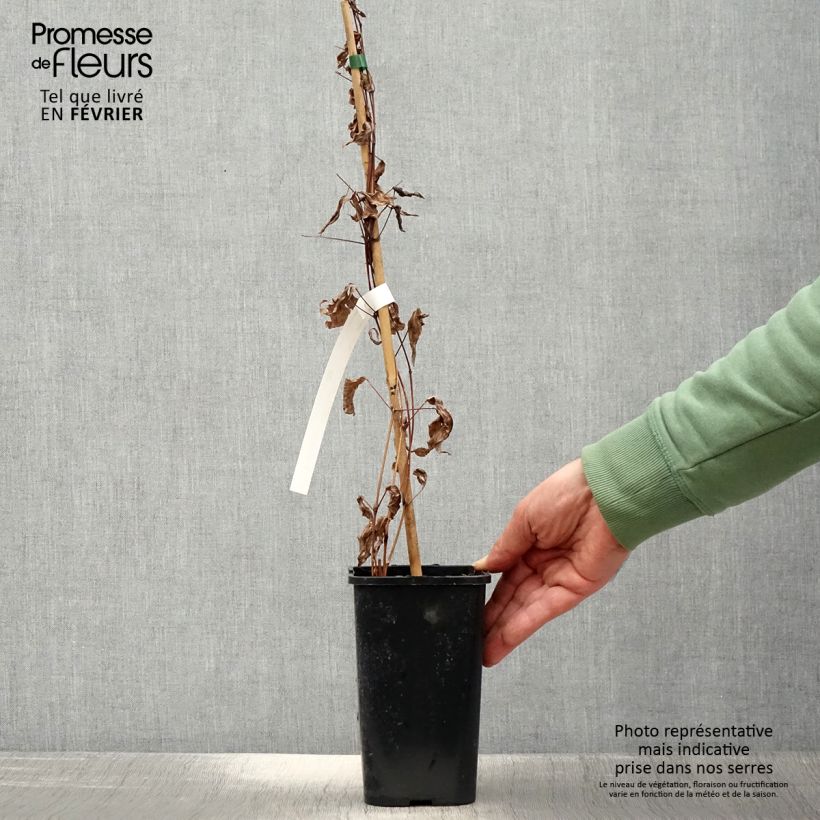 Clematis Blue Boy 1.5L/2L pot sample as delivered in winter