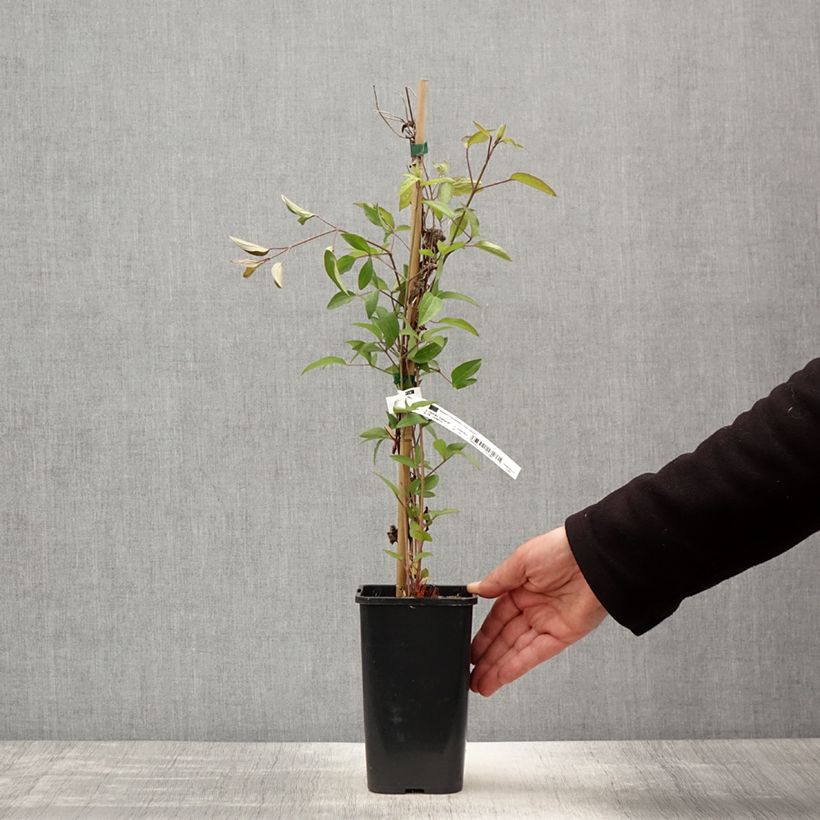 Clematis Blue Boy 1.5L/2L pot sample as delivered in spring