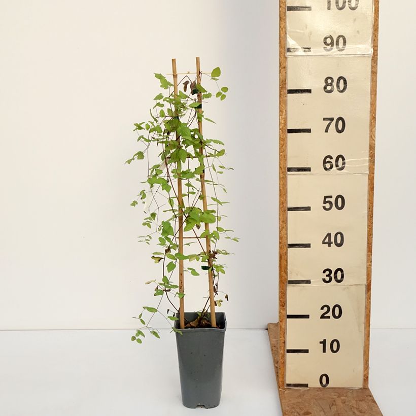 Clematis viticella Walenburg 1.5L/2L pot sample as delivered in autumn