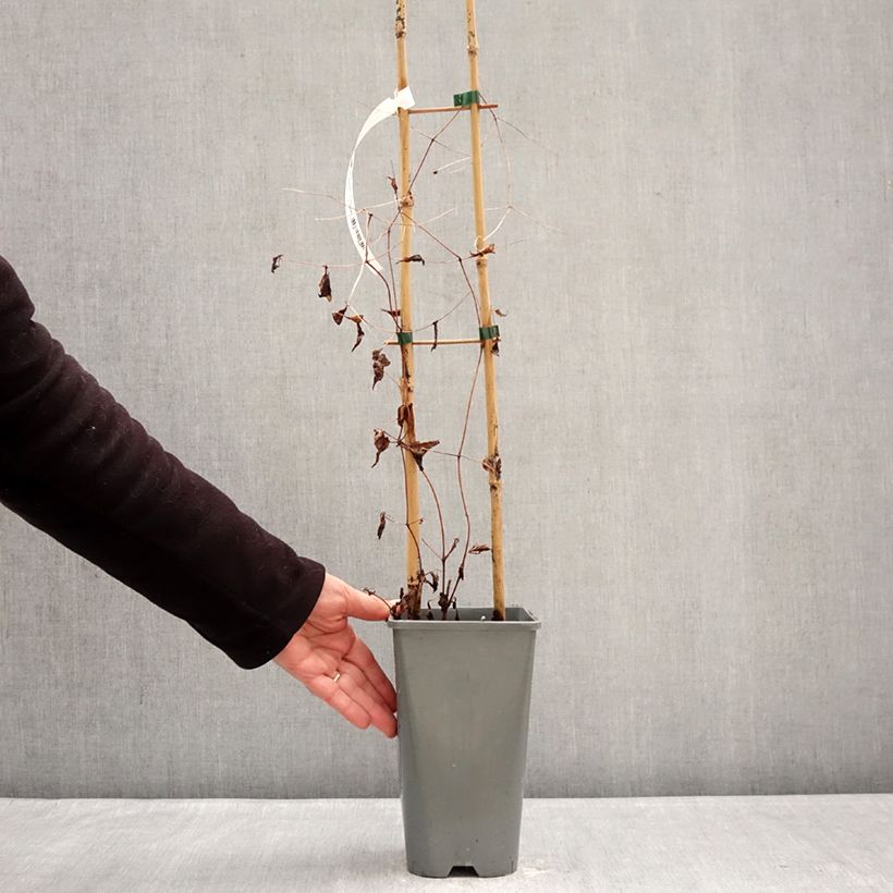 Clematis viticella Walenburg 1.5L/2L pot sample as delivered in winter