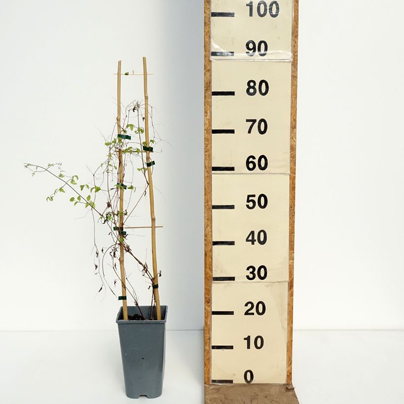 Clematis viticella Walenburg 1.5L/2L pot sample as delivered in spring