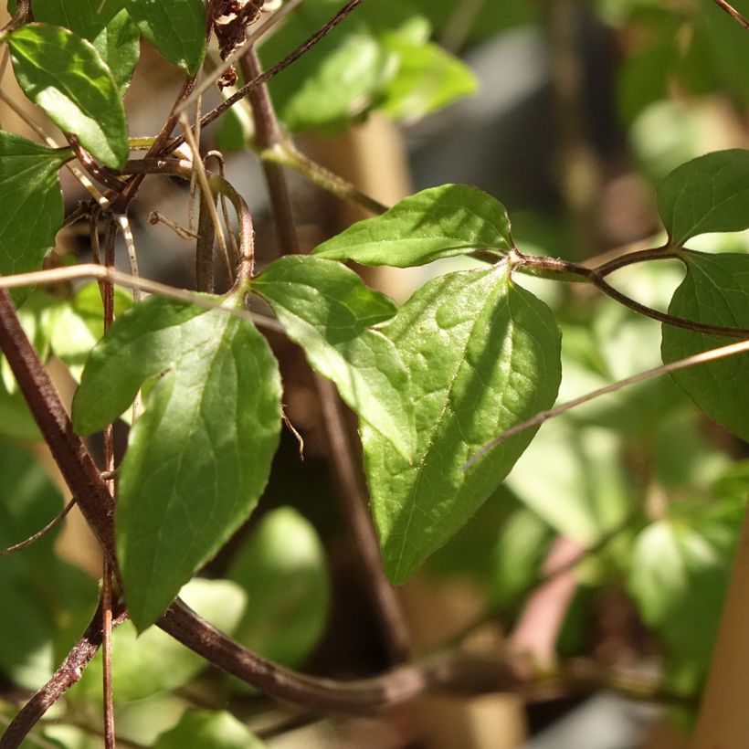 Clematis viticella Walenburg (Foliage)