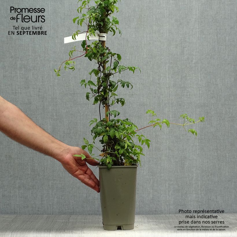 Clematis Willy 2L/3L pot sample as delivered in autumn