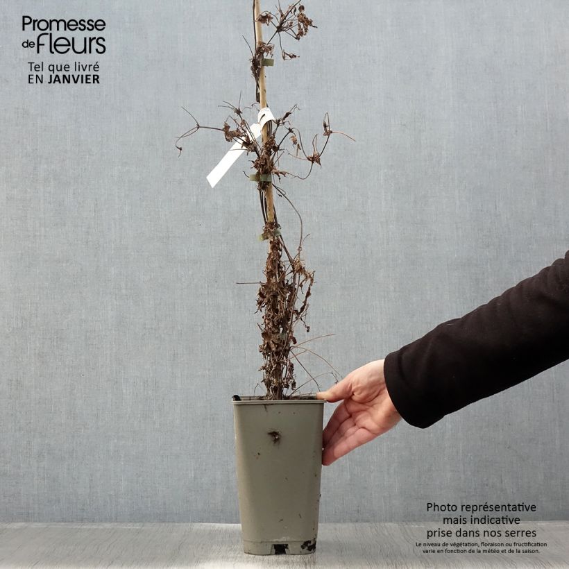 Clematis Willy 2L/3L pot sample as delivered in winter