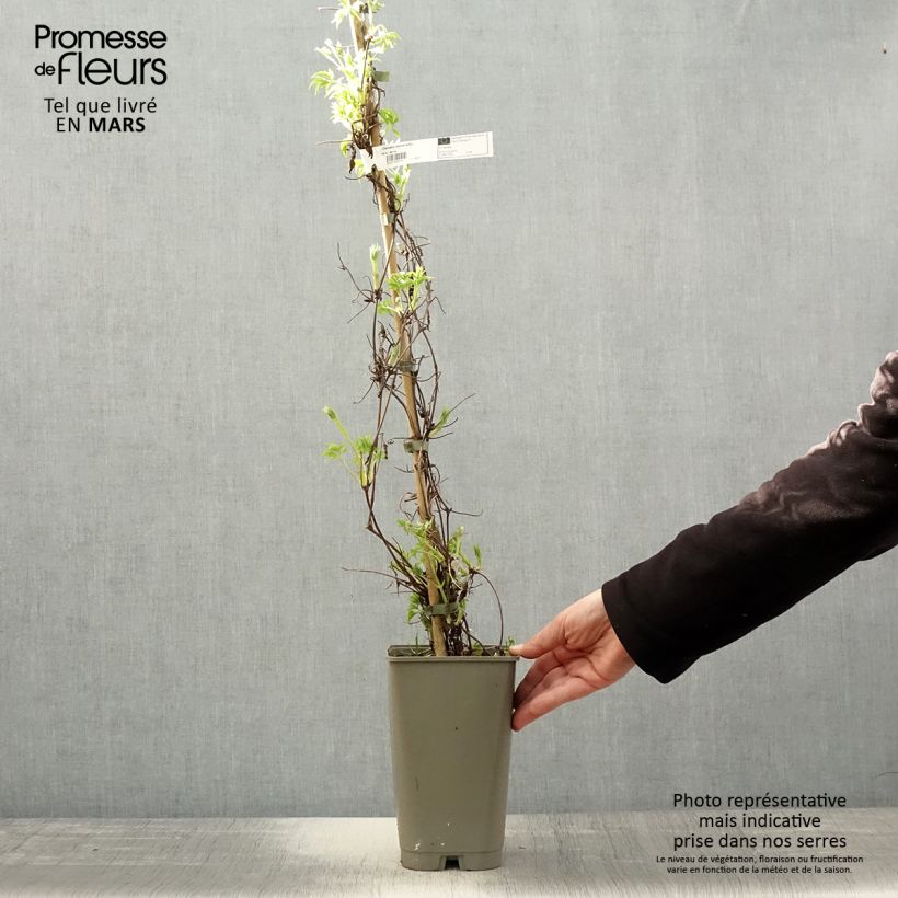 Clematis Willy 2L/3L pot sample as delivered in spring