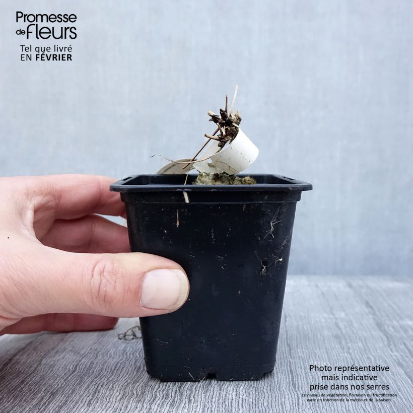 Clematis macropetala  8/9 cm pot sample as delivered in winter