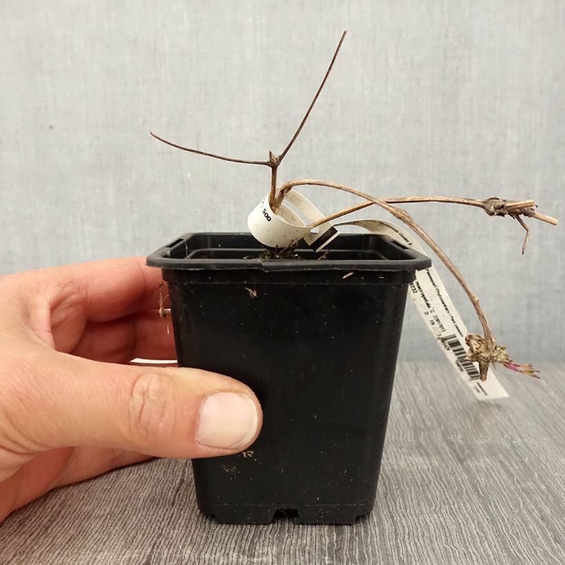 Clematis macropetala  8/9 cm pot sample as delivered in spring