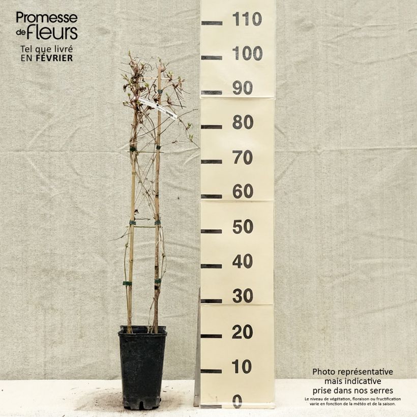 Clematis macropetala  3L/4L pot sample as delivered in winter