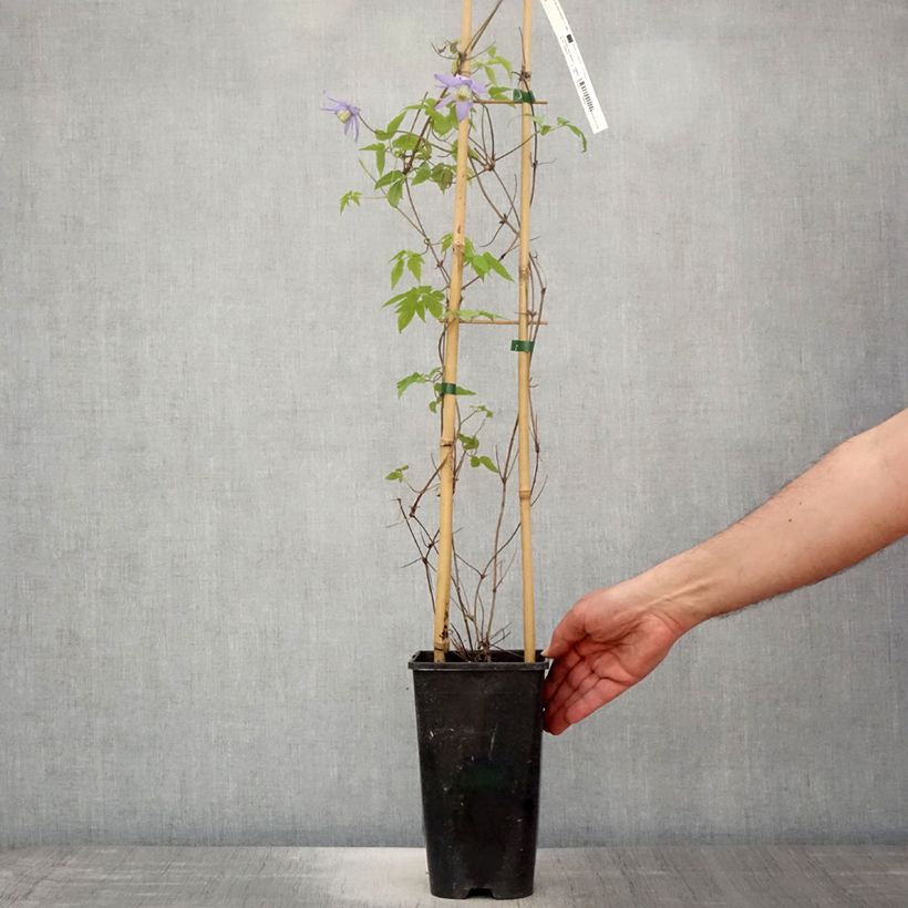 Clematis macropetala  3L/4L pot sample as delivered in spring