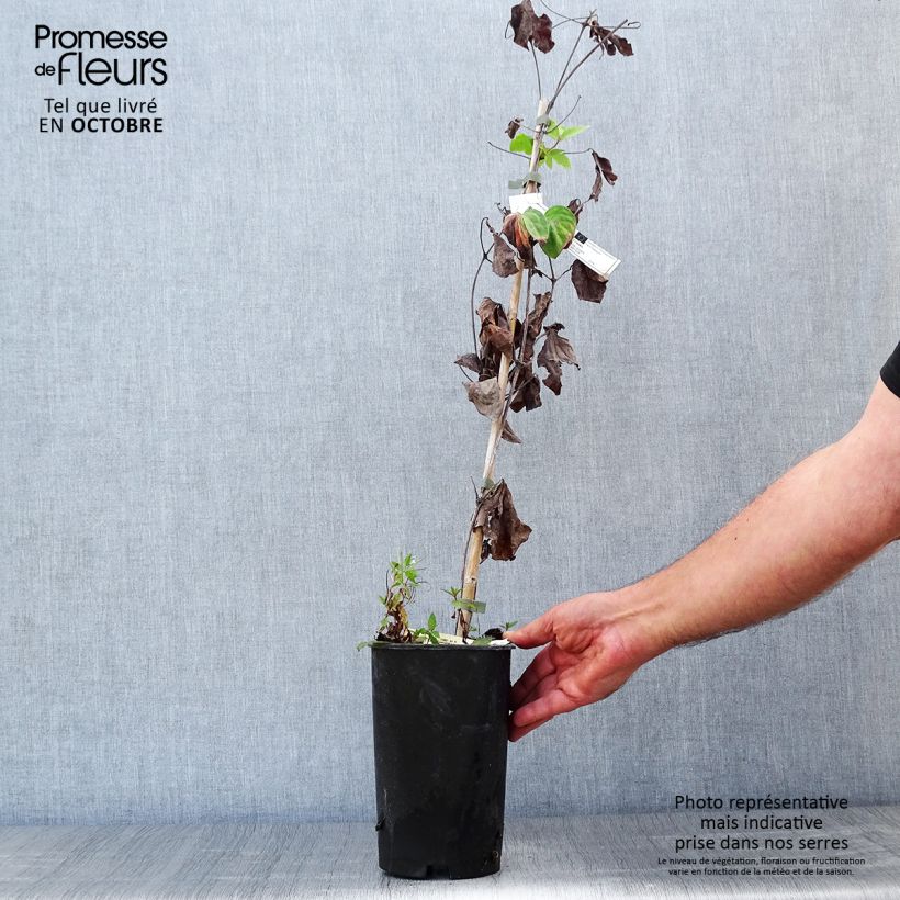 Clematis patens Madame Lecoultre 2L/3L pot sample as delivered in autumn