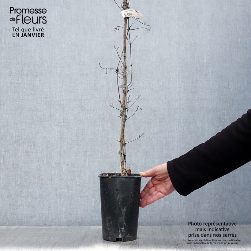 Clematis patens Madame Lecoultre 2L/3L pot sample as delivered in winter