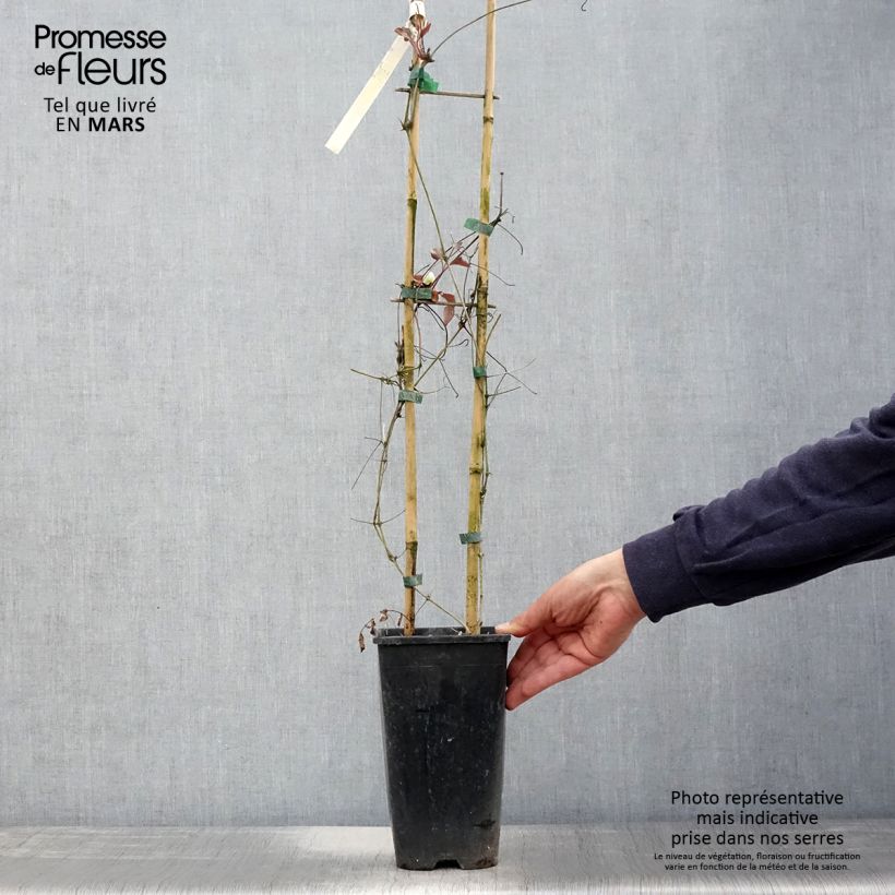 Clematis patens Madame Lecoultre 2L/3L pot sample as delivered in spring