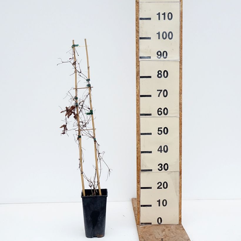 Clematis Pink Celebration 2L/3L pot sample as delivered in winter