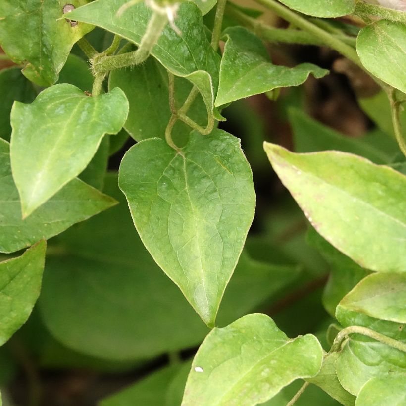 Clematis Pink Fantasy (Foliage)