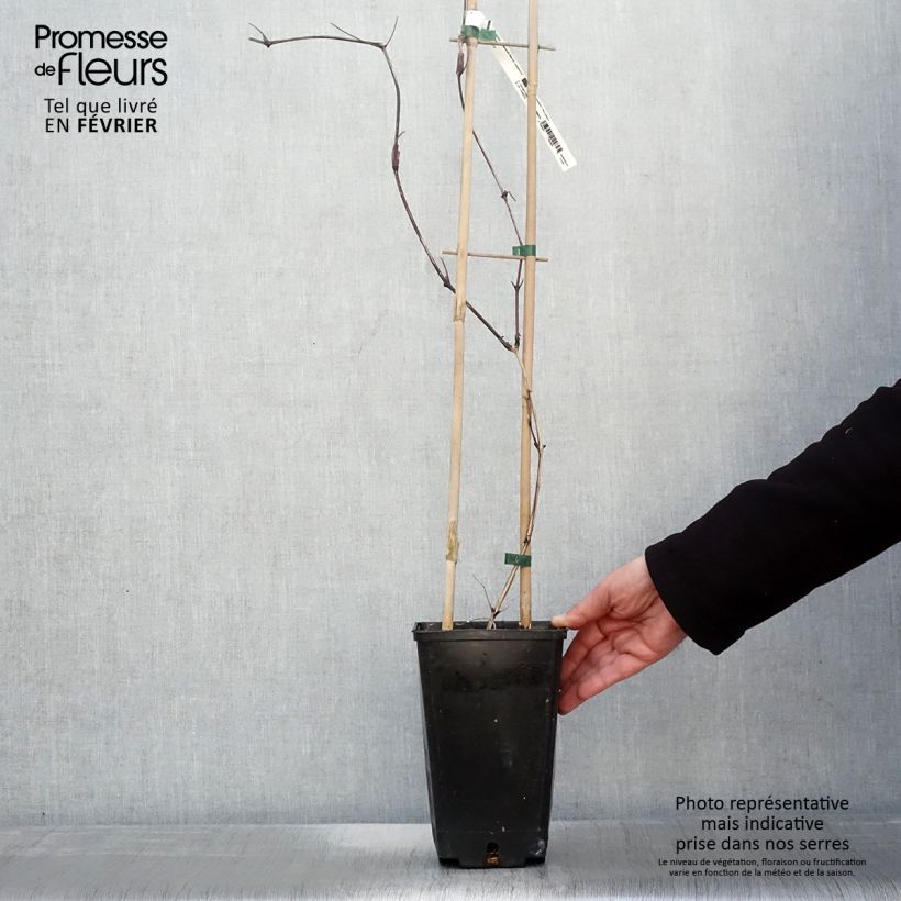 Clematis Saphyra Nancy  2L/3L pot sample as delivered in winter