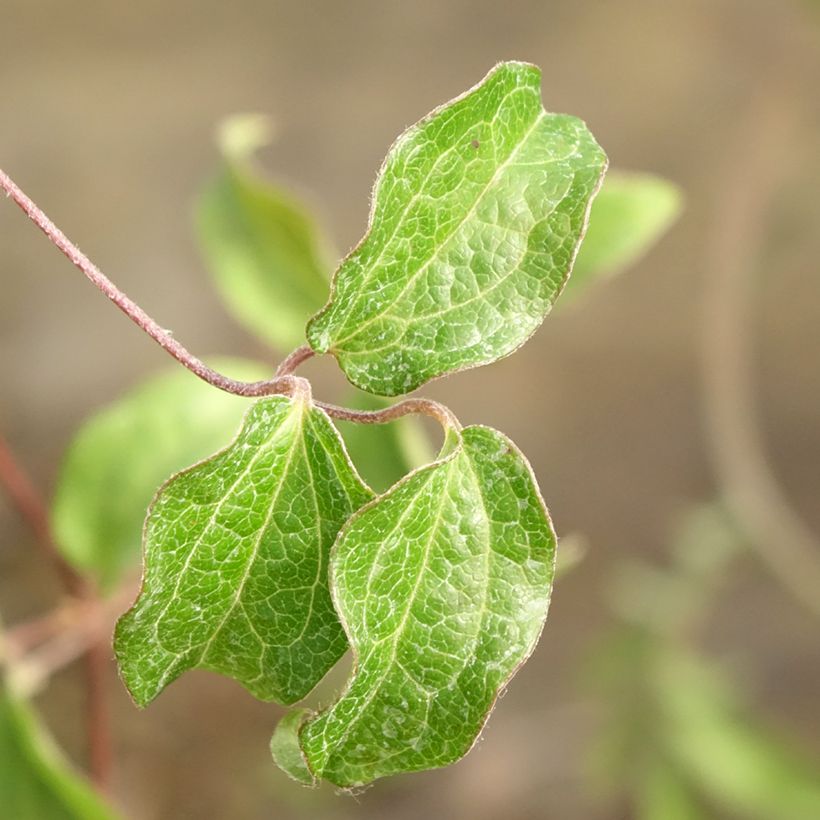 Clematis Saphyra Nancy (Foliage)