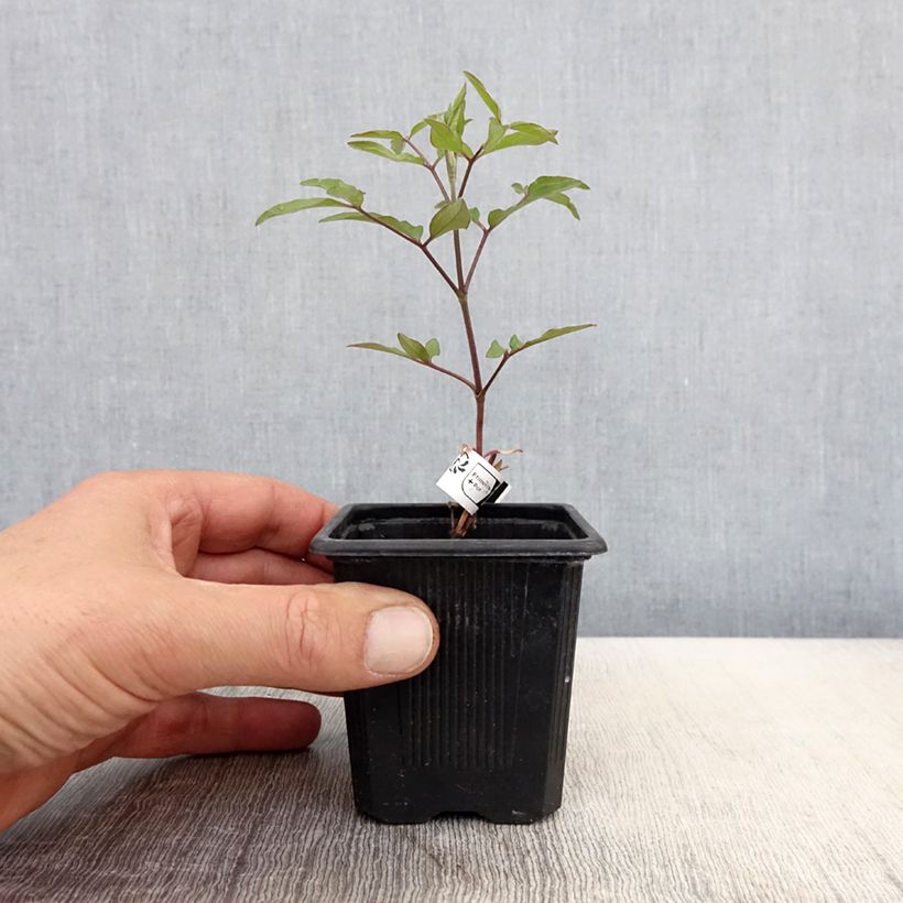 Clematis integrifolia 'Saphyra Violetta' - Clematis 8/9 cm pot sample as delivered in spring