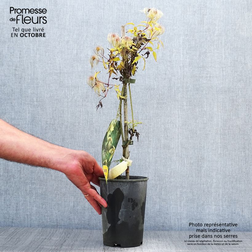 Clematis serratifolia  1.5L/2L pot sample as delivered in autumn