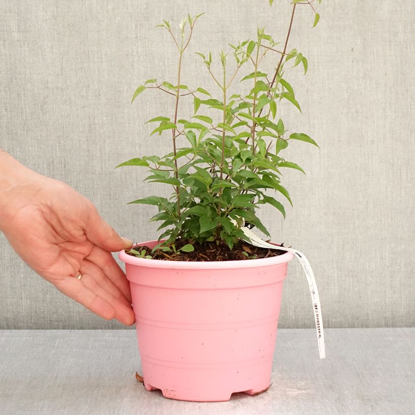 Clematis Tranquilité  2L/3L pot sample as delivered in spring