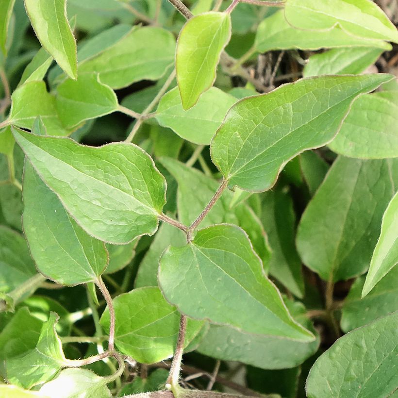 Clematis Tranquilité  (Foliage)