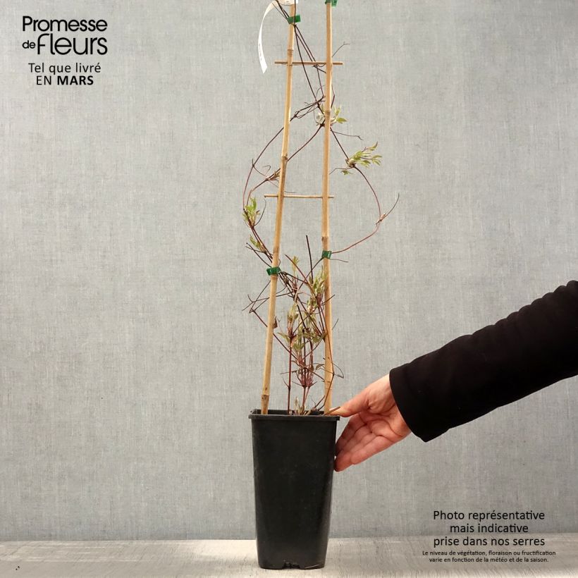 Clematis viticella John Howells - Italian Leather Flower 2L/3L pot sample as delivered in spring