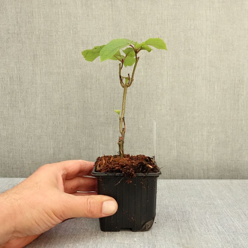 Clerodendrum bungei 8/9 cm pot sample as delivered in autumn