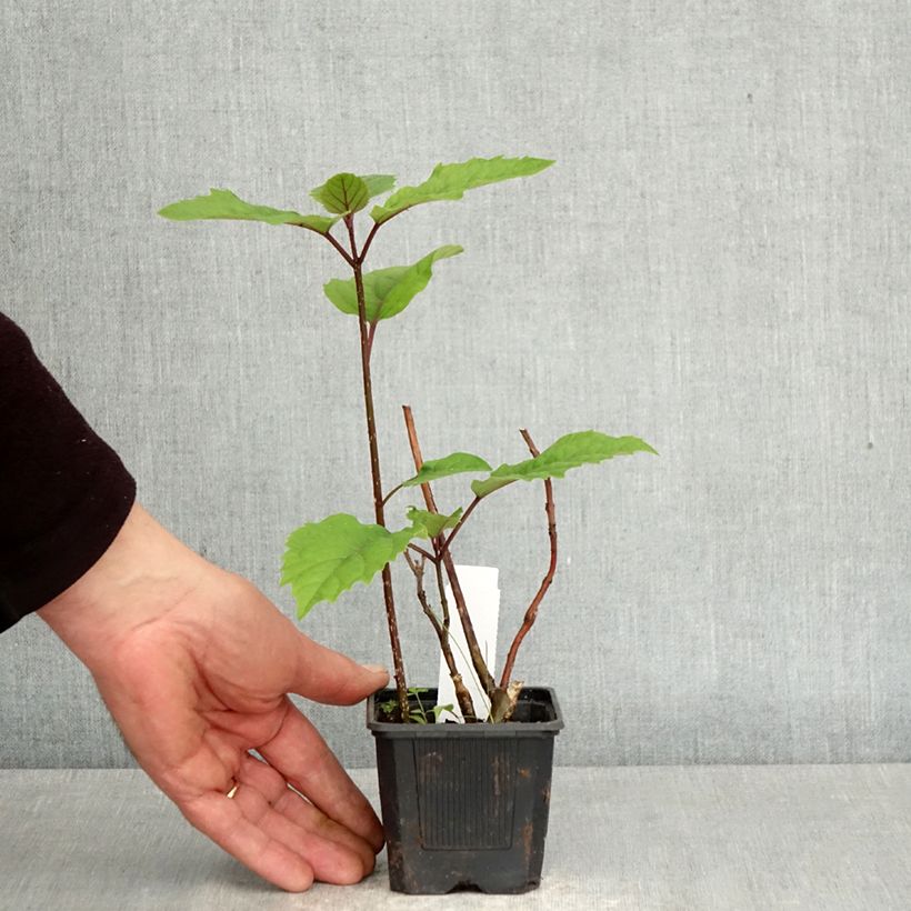 Clerodendrum bungei 8/9 cm pot sample as delivered in spring