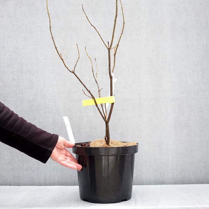 Clerodendrum bungei 7.5L/10L pot sample as delivered in winter