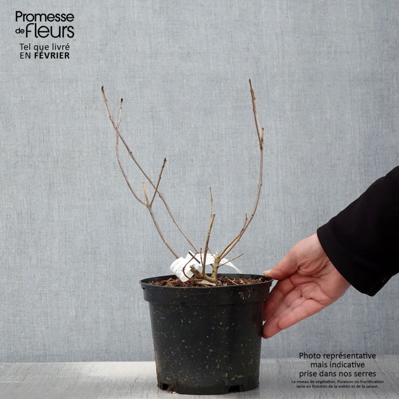 Clerodendrum trichotomum Variegatum 3L/4L pot sample as delivered in winter