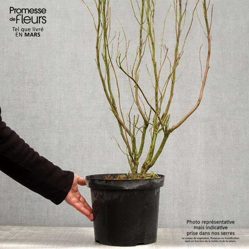 Clethra alnifolia Anne Bidwell 7.5L/10L pot sample as delivered in spring