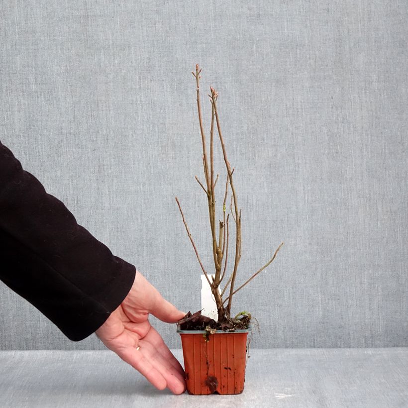 Clethra alnifolia 8/9 cm pot sample as delivered in winter