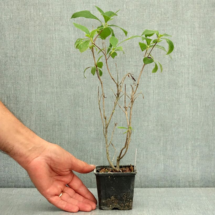 Clethra alnifolia Hummingbird 8/9 cm pot sample as delivered in summer